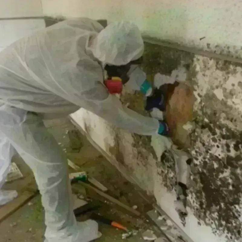 Mold Remediation and Removal in Bracey, VA